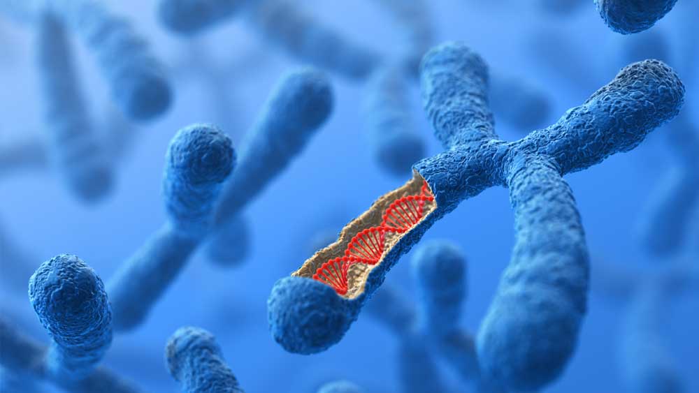First Human Chromosome Fully Sequenced The Institute For Creation